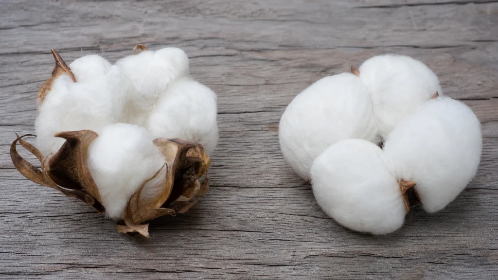 Coton biologique ou coton conventionnel : les principales différences
